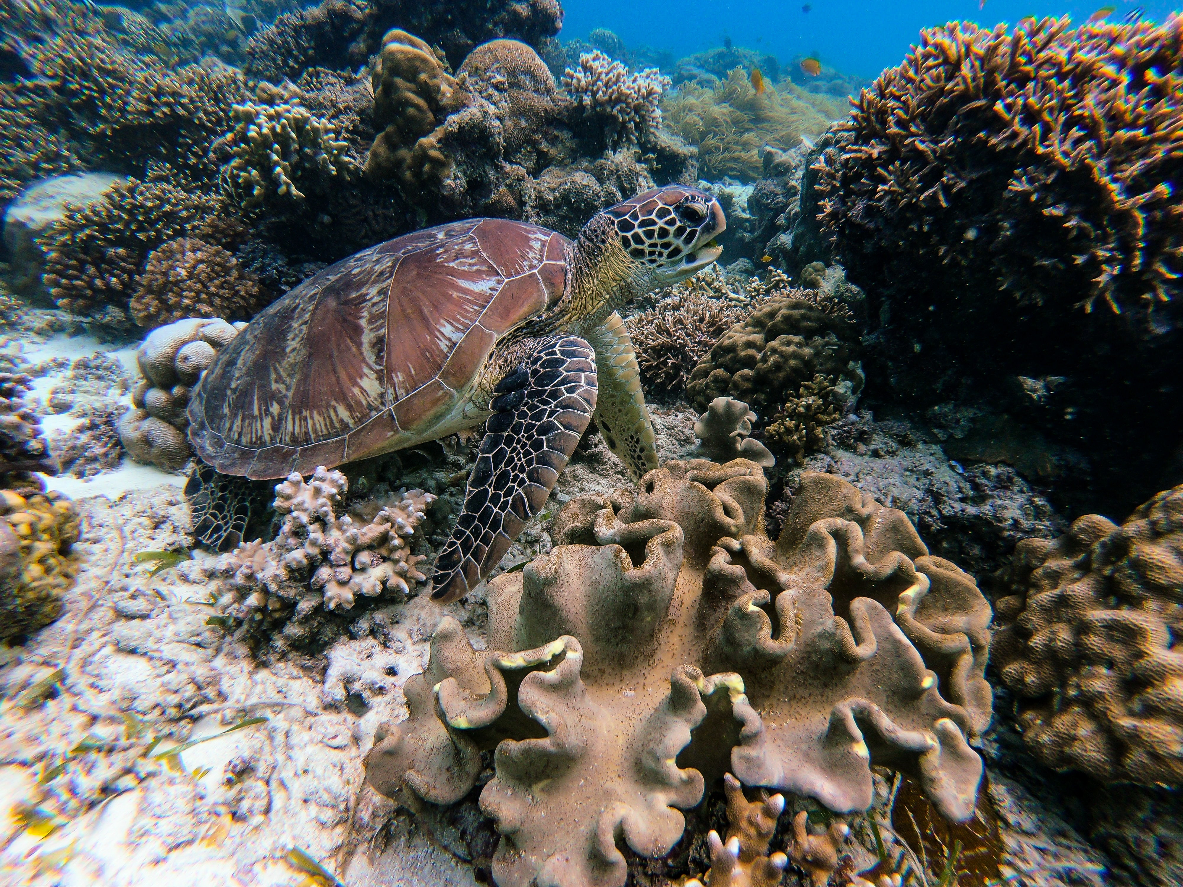 Turtle Foraging Entanglements & Incidental Capture | Koru Honu